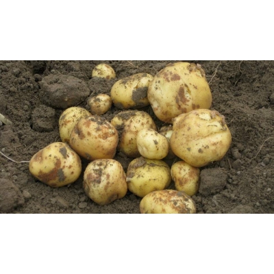 Aardappels, NIEUWE OOGST OPPERDOEZER RONDE. Prijs per KILO